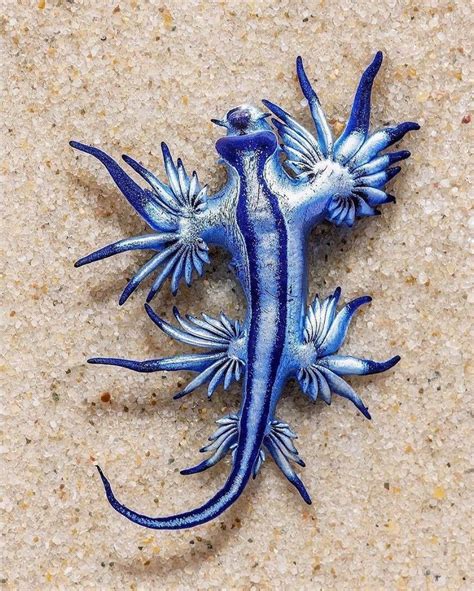 Blue Dragon Sea Slug Sincere Ball