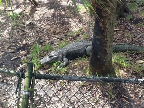 Wild Florida American Alligator Zoochat