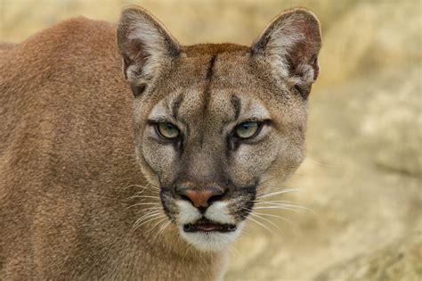 Cougar Full Hd Wallpaper And Background Image 2048x1365 Id436156
