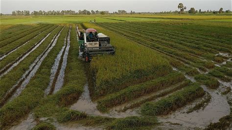 Amazing Combine Harvester Harvesting Rice In Big Rice Field Youtube