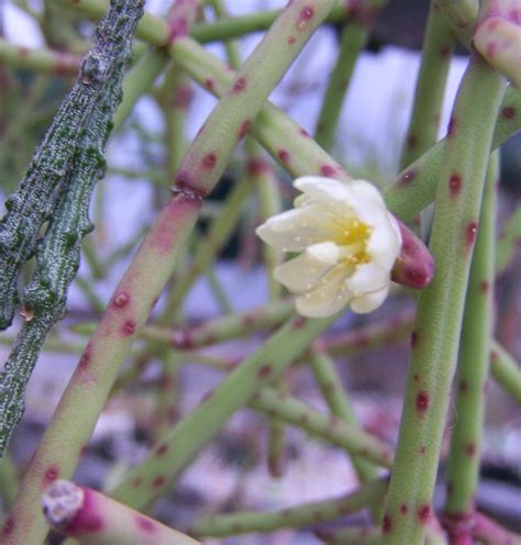 Oregon Cactus Blog Rhipsalis Neves Armondii