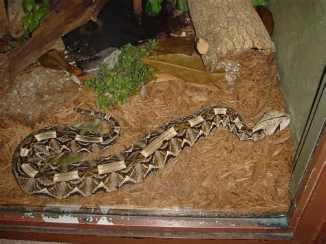 Gaboon Viper Facts And Pictures