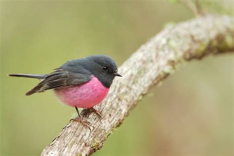 Pink Robin Petroica Rodinogaster Pink Robin Petroica Flickr