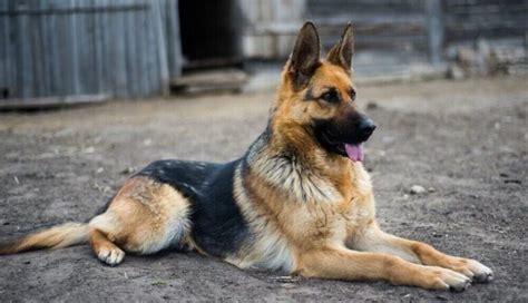 The Temperament Of The German Shepherd About German Shpherd