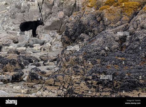 Black Bear Ursus Americanus Hunting For Food In Glacier Bay National