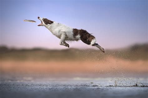 Gravity Defying Photos Of Determined Dogs Catching Frisbees In Mid Air