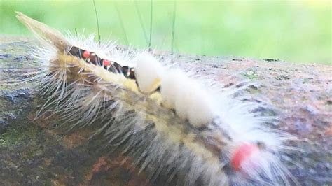 White Caterpillars — Dont Be Tempted To Touch Them Neighbors