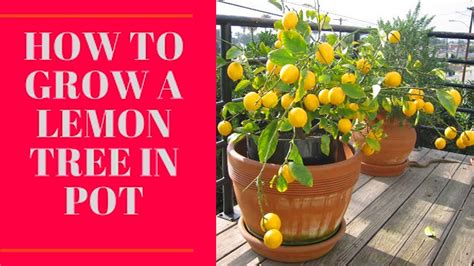 How To Grow Lemon Tree In A Pot Ll Garden Home Youtube