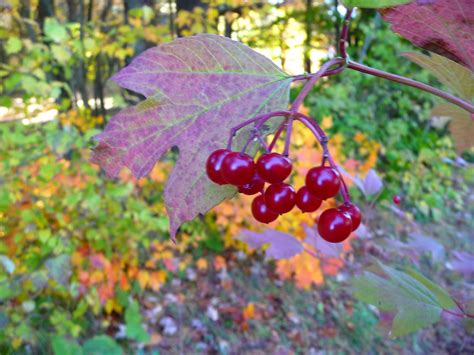 Highbush Cranberry Not A True Cranberry Cooperative Extension