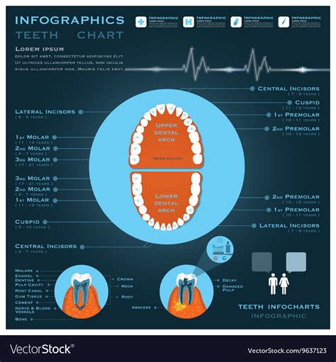Teeth Infographic Infocharts Health And Medical Vector Image