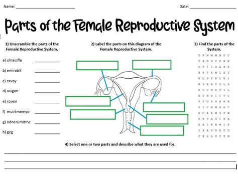 Parts Of The Female Reproductive System Teaching Resources