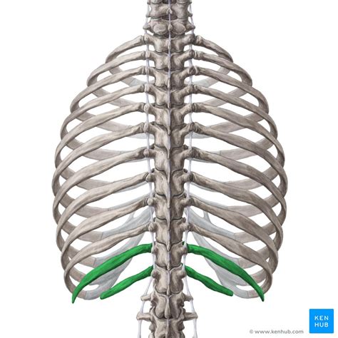 One facet articulates with the numerically corresponding vertebrae. Ribs: Anatomy, ligaments and clinical notes | Kenhub