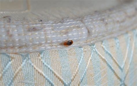 Bed Bug Identification And Prevention A Guide To Bed Bugs In Manhattan