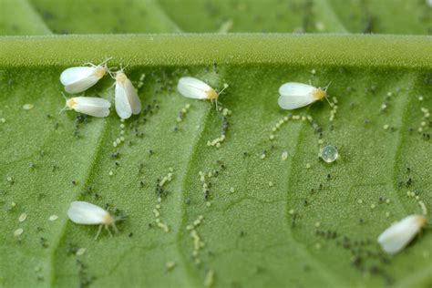 How To Identify Common Houseplant Pests — Homestead Brooklyn