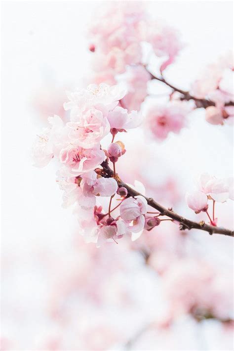 Sakura Flower Wallpaper Aesthetic Parketis