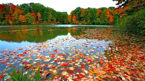 Fall Foliage Backgrounds Free Download Pixelstalknet