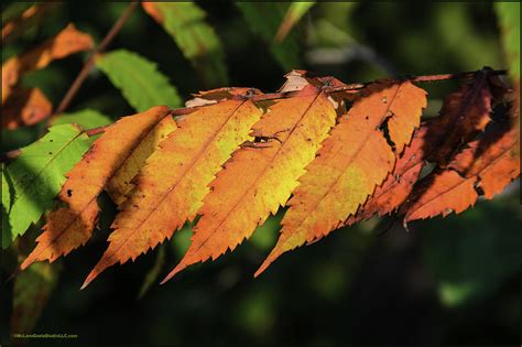 Poison Sumac Golden Kickoff To Fall Colors Photograph By Leeann