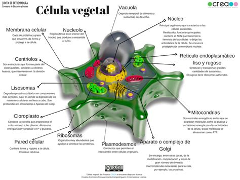 La Celula Vegetal Y Sus Partes Pdf Consejos Celulares