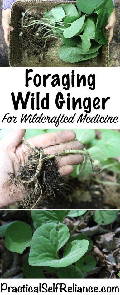 Foraging Wild Ginger In 2020 Wild Ginger Plant Edible Wild Plants