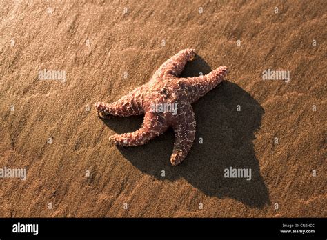 Starfish On Sandy Beach Stock Photo Alamy
