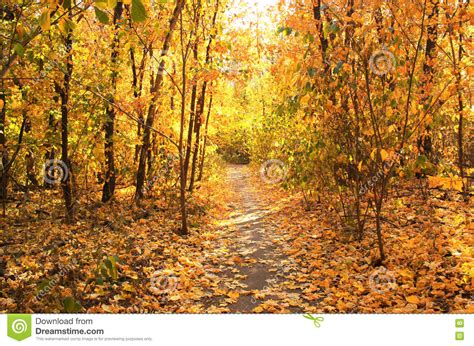 Beautiful Landscape With Trees And Road In Autumn Forest