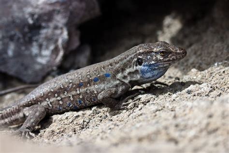 Eidechse Auf La Palma Foto And Bild Tiere Wildlife Amphibien And Reptilien Bilder Auf Fotocommunity