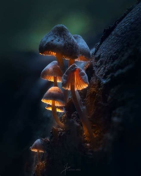 Pin By Alia Mcbroon On Wild Mushrooms Photography Ideas At Home