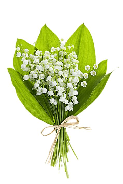 Bouquet De Fleurs De Muguet PNG Transparents StickPNG