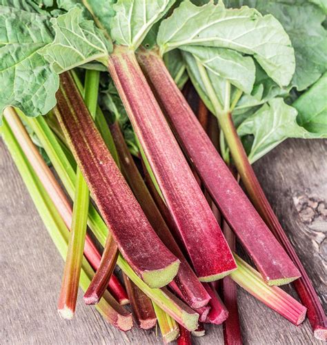 Glaskins Perpetual Rhubarb Seeds For Organic Growing West Coast Seeds