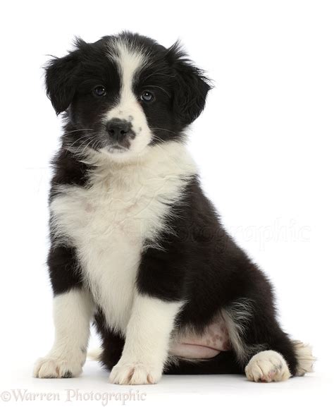 Dog Black And White Border Collie Puppy Sitting Photo Wp46504