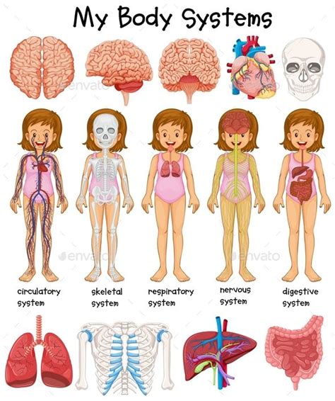 Human Body Systems Diagram Human Body Systems Body Systems Human