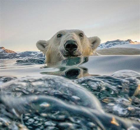 A Beautiful Shared Moment With This Polar Bear In Greenland After
