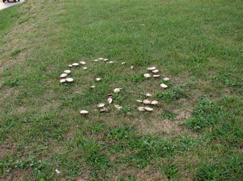 Fairy Ring Mushrooms At Indiana Mushrooms