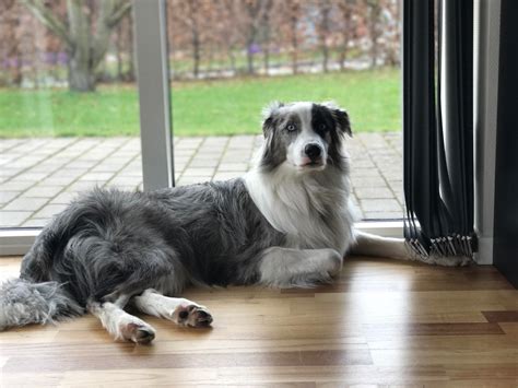 The Border Collie Australian Shepherd Mix A Smart