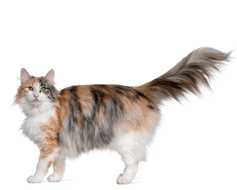 Norwegian Forest Cat Cat Breed Info And Characteristics