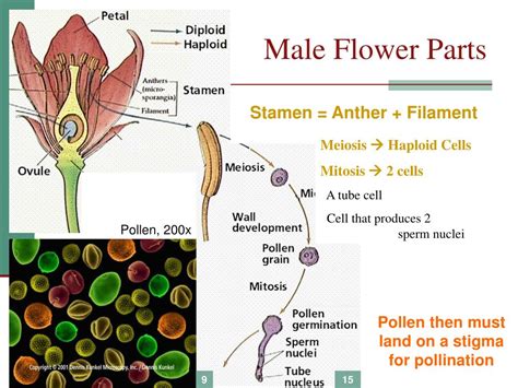 Male & female reproductive parts of a flower. PPT - Chapter 12: Reproduction PowerPoint Presentation, free download - ID:3266975