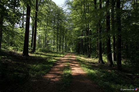 Fotoalbenbilder Aus Der Heimatim Wald004