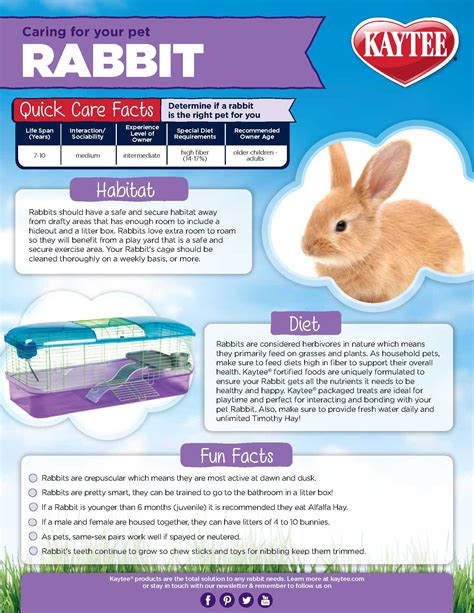 Ensure you're well prepared when you go to pick up your pup, so you can both have a relaxed journey home. Caring for your Pet Rabbit