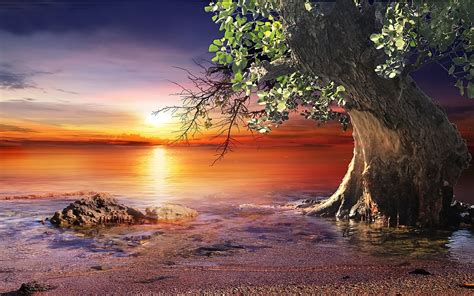 Wallpaper Sunlight Trees Landscape Colorful Sunset Sea Water Rock Nature Shore