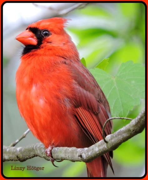 Red Cardinals Are Permanent Residents In My Garden And Are A Lot Of Fun