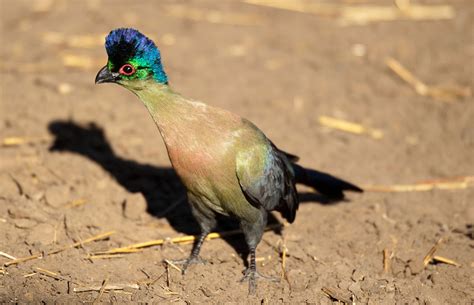 Birding South Africa Birds Of South Africa