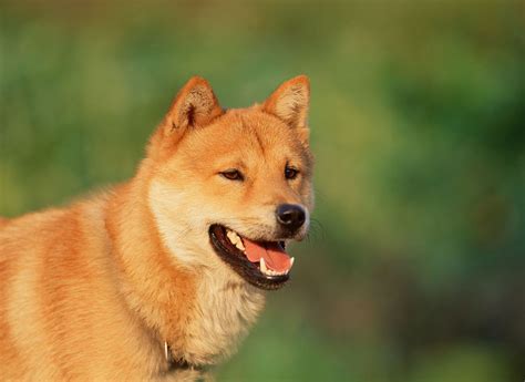 Korean Jindo Dog Dog Breed Information Puppies And Breeders Dogs Australia