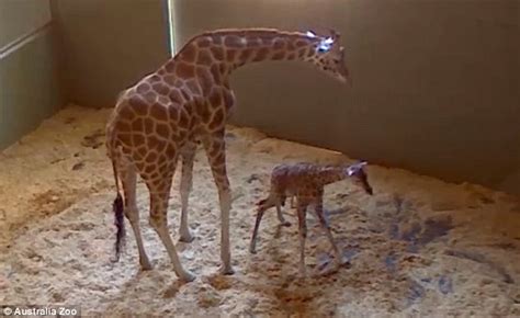Australia Zoo Captures Birth Of Baby Giraffe And Her First Wobbly Steps