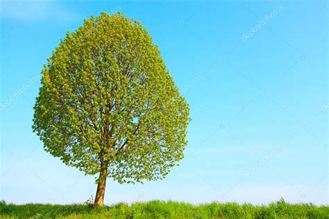 Small Leaved Lime Tree — Stock Photo © Vladvitek 34562173