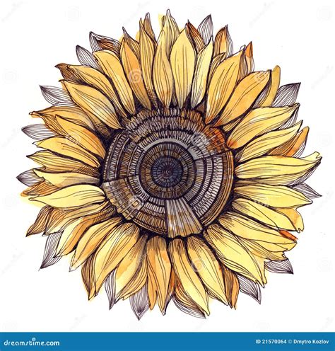 Sunflower Stock Illustration Illustration Of Beauty 21570064