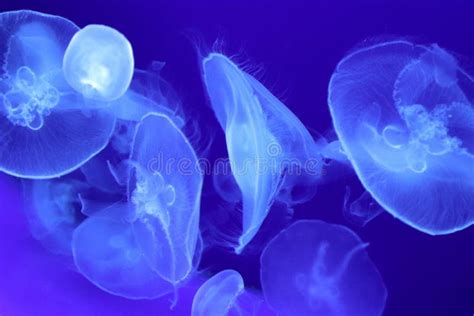 Jellyfish Under The Sea Stock Photo Image Of Piece 135810474