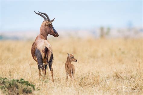 The Great Migration In Masai Mara Kenya The Good The Bad And The