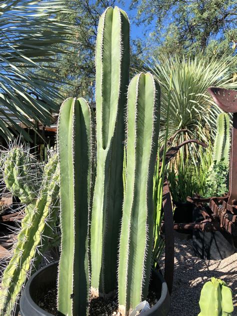 If Youd Like A More Predictable Shape From Your Cacti Mexican