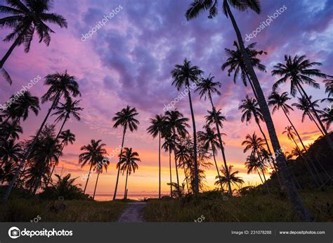 Sunset Coconut Tree Photography Silhouette Coconut Palm Trees On