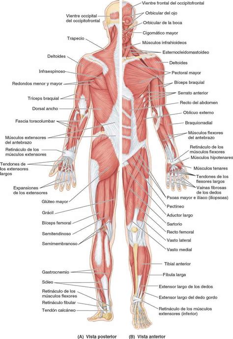 Marca Hermana Aprobar Anatomia Y Fisiologia De Los Musculos Mirilla